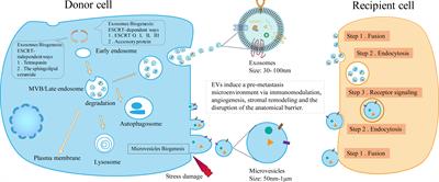 Extracellular Vesicles Promote the Formation of Pre-Metastasis Niche in Gastric Cancer